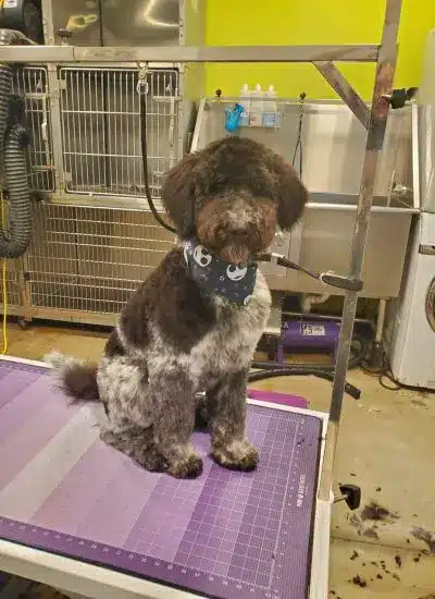 Dog after grooming