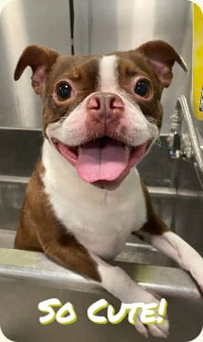 Happy dog getting a bath