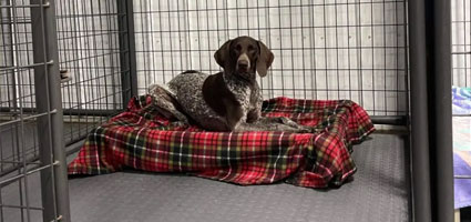 Dog in overflow boarding