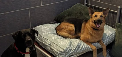 Two dogs in the Presidential Suite