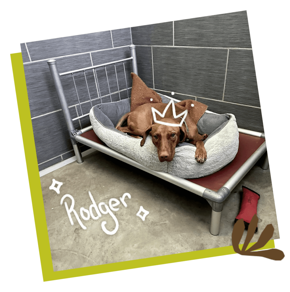 Dog Boarding Fast Tracks Canine Activity Center dog-boarding-fast-tracks-canine-activity-center