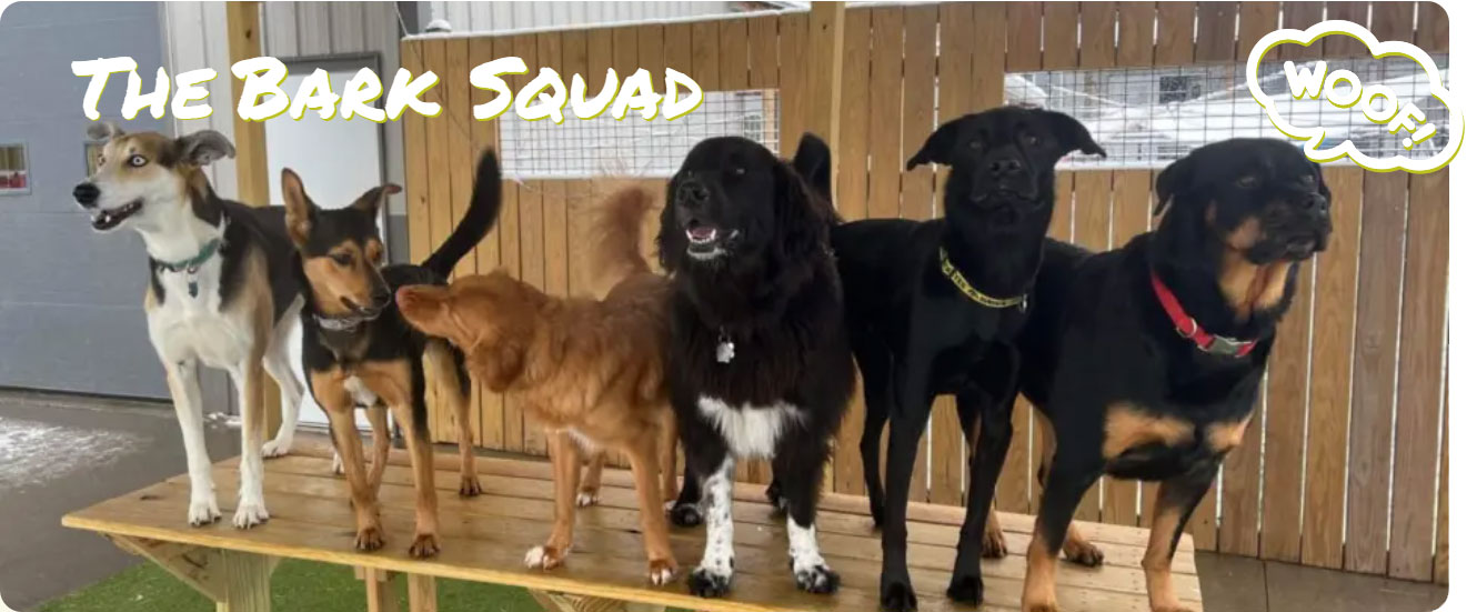 Group of dogs in daycare