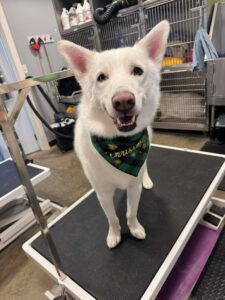 White dog smiling on a grooming table wearing a green plaid Christmas bandana at Fast Tracks in Cedar Falls, Iowa.