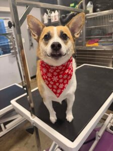 Dog grooming in Cedar Falls IA—corgi on a grooming table wearing a red snowflake holiday bandana at Fast Tracks.