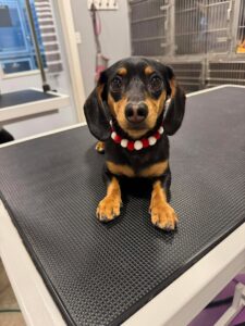 Dachshund puppy on a grooming table wearing a red and white holiday bead collar at Fast Tracks in Cedar Falls, Iowa.