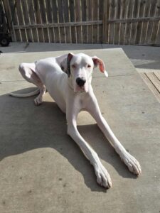 Samsyhn the Great Dane relaxing in the sun at Fast Tracks dog daycare in Cedar Falls, Iowa