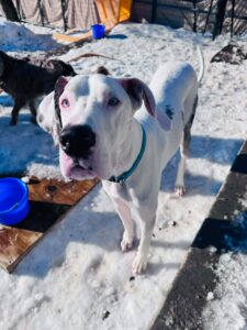 Samsyhn the Great Dane at Fast Tracks dog daycare in Cedar Falls, Iowa, standing in the snow