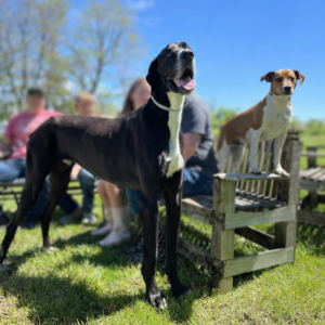 Kevin the Great Dane, former Iowa Guinness title holder, standing outdoors with background softly blurred