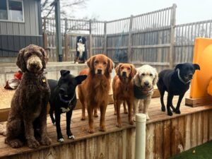 fast-tracks-dog-daycare-cedar-falls-ia-playgroup.jpg