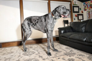 Reggie, the Guinness World Records tallest living dog, standing indoors (3 ft 3 in at the shoulders)